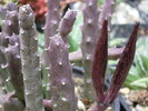 Stapelia variegata