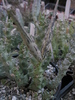Orbea wissmannii ssp. eremastrum - fructe 13.10.2010