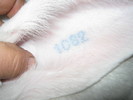 numarul de tatuaj a lui Csabi