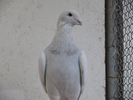 Mascul 2010
