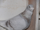 Mascul 2007