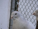 Mascul 2010