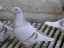 Femela 2008