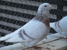 Mascul 2006