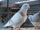 Mascul 2009