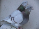 Femela 2008 &Mascul 2009