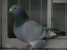 Mascul 2008