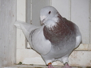 Mascul 2009