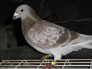 VANDUT