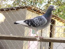 beleuz mirel