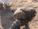 DSC01786