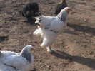 De vanzare 2 cocosi