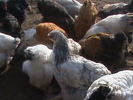 DSC01800