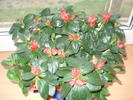 azalee