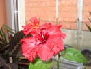florii 022