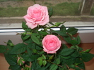florii 025=amintire