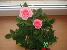florii 030