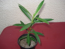leandru