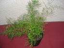 florii 039