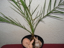 palmier curmal