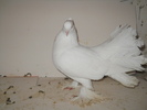 DSCN2083