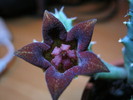 Huerniopsis decipiens