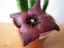 Stapelia baylissi 4 petale