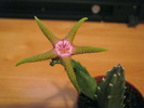 Stapelia Flavopurpurea (1)