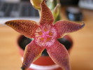 Stapelia Flavopurpurea Red (8)