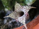 Stapelianthus decaryi 4 petale