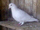 DRESORU025