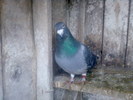 DRESORU048