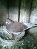 DSC00297