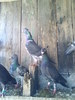 DSC00319