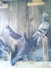 DSC00320