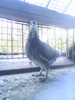 DSC00467