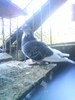 DSC00468