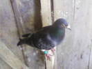 JQZIWVJXWNZDQEDTOZH