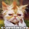 catelusul 6