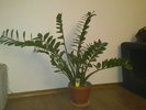 zamioculcas explodat