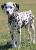dalmatian