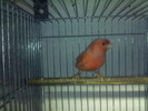 rozet