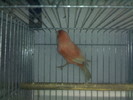 rozet1