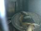 tarcata clocind