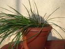 florii 075