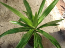 yucca 2
