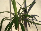 yucca 2