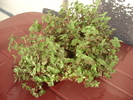 neidentificata 104