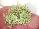 florii 103