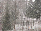 iarna si-a intrat in drepturi